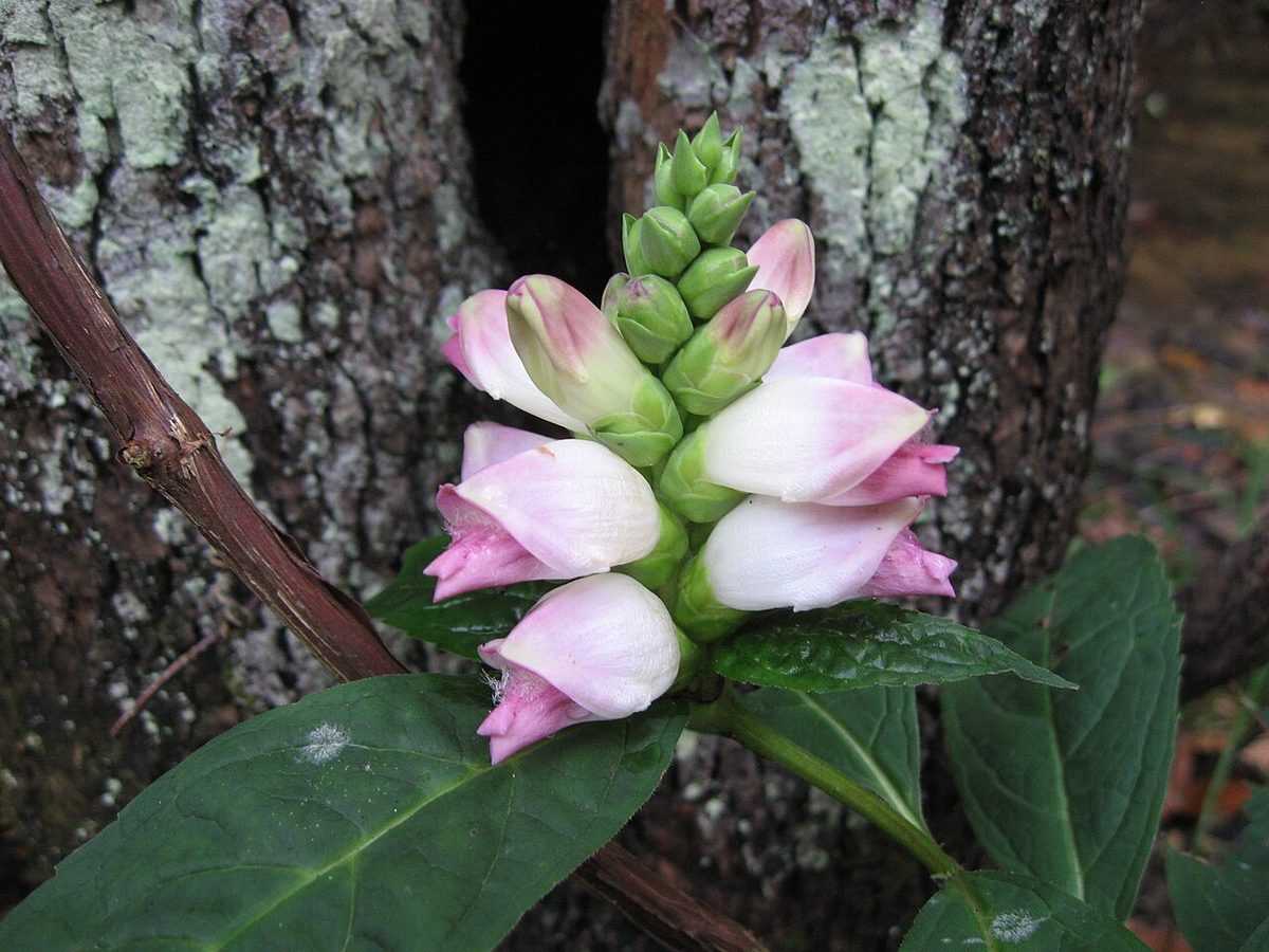 Chelone glabra On the Rough Trail at the Red River Gorge, Kentucky.