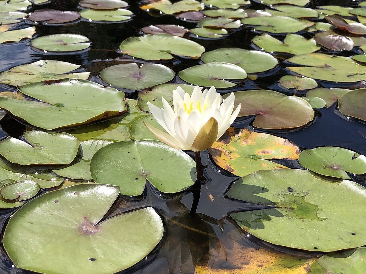 White Water Lily