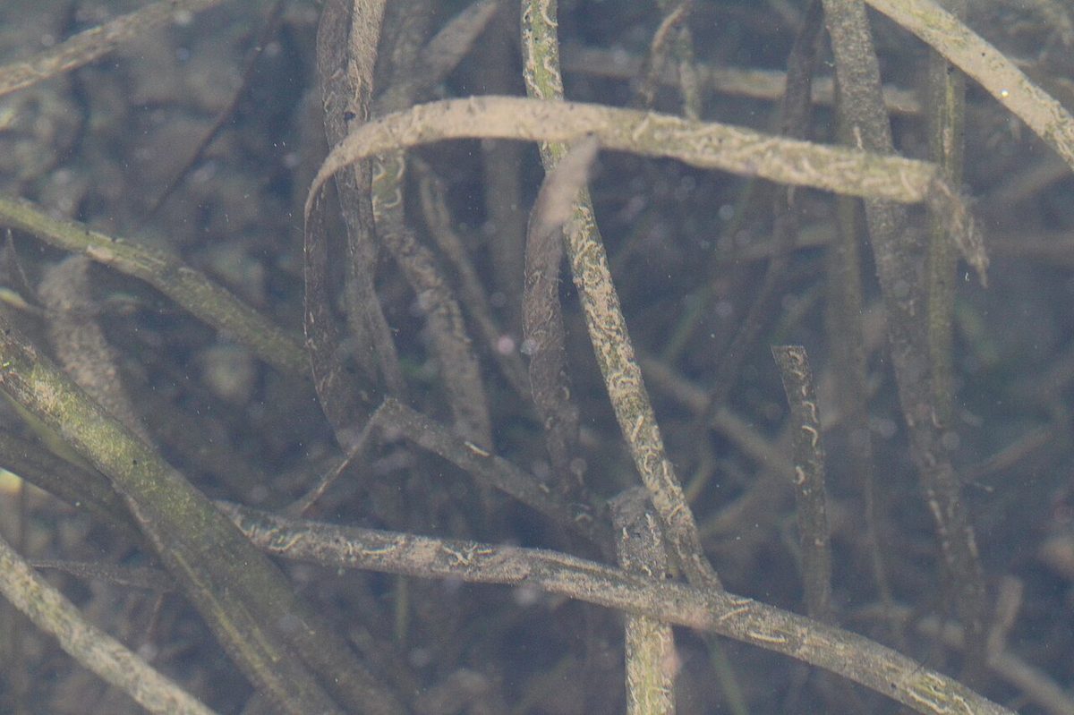 Wild Celery