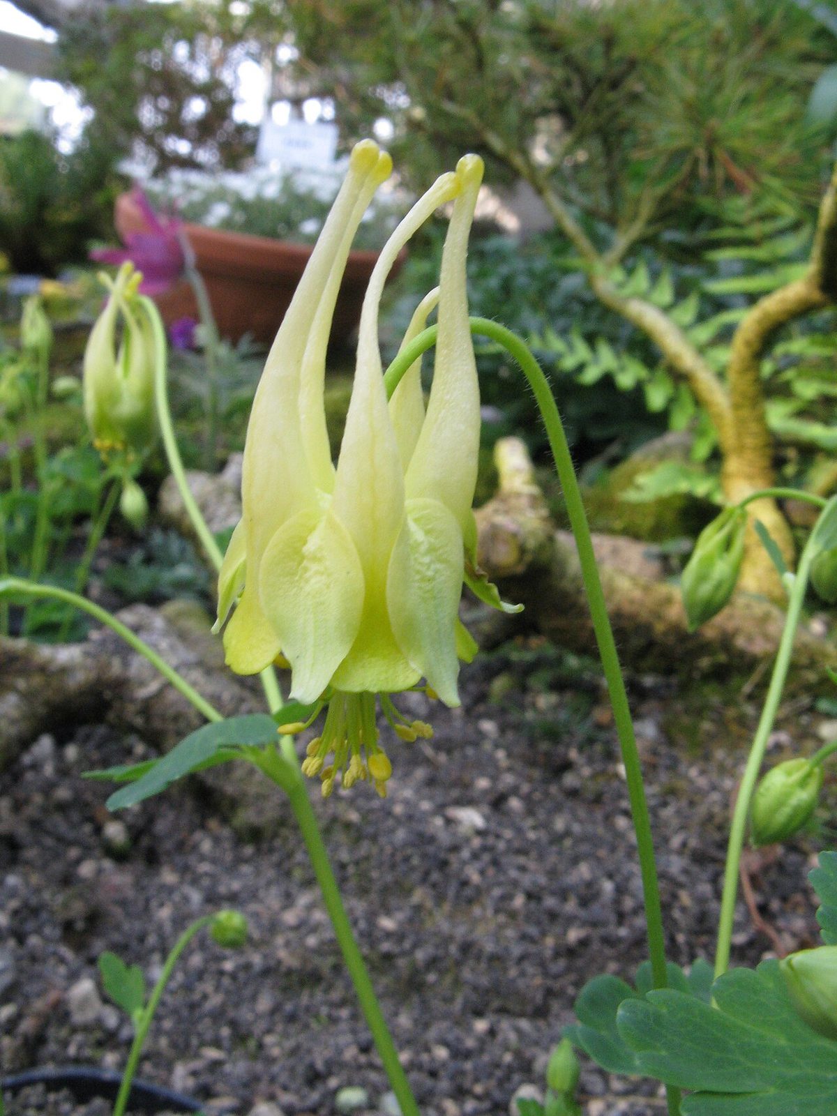 Wild Columbine
