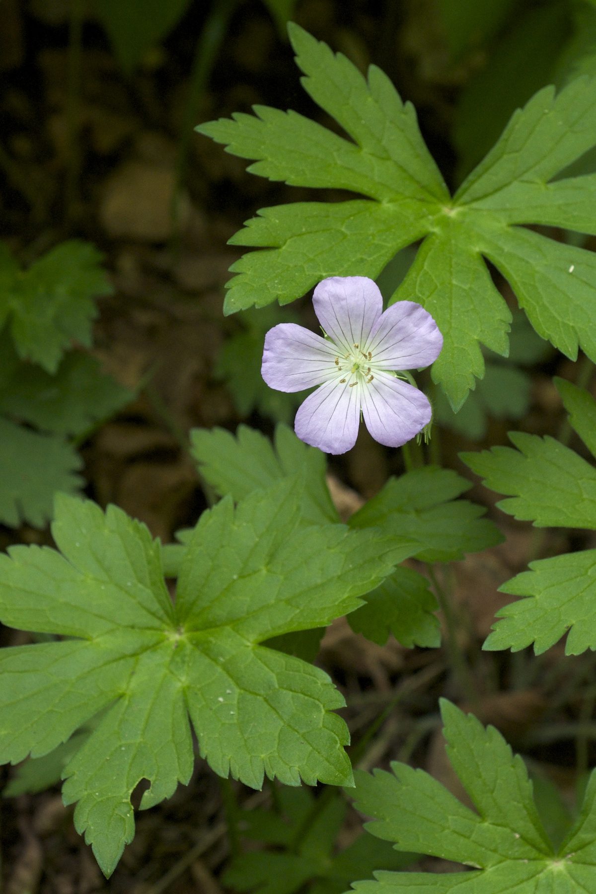 Species from eastern North America Common name: Spotted Geranium Photographed in Leatherwood Lake Park, Eureka Springs,