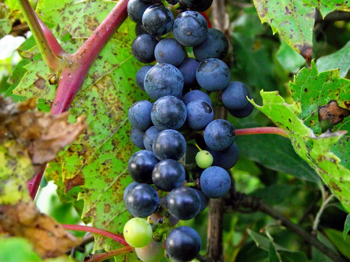 Wild Grape
