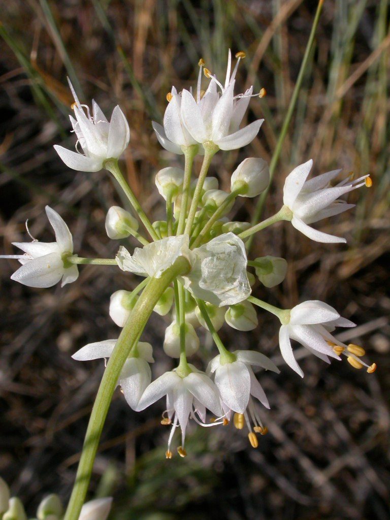 Wild Onion
