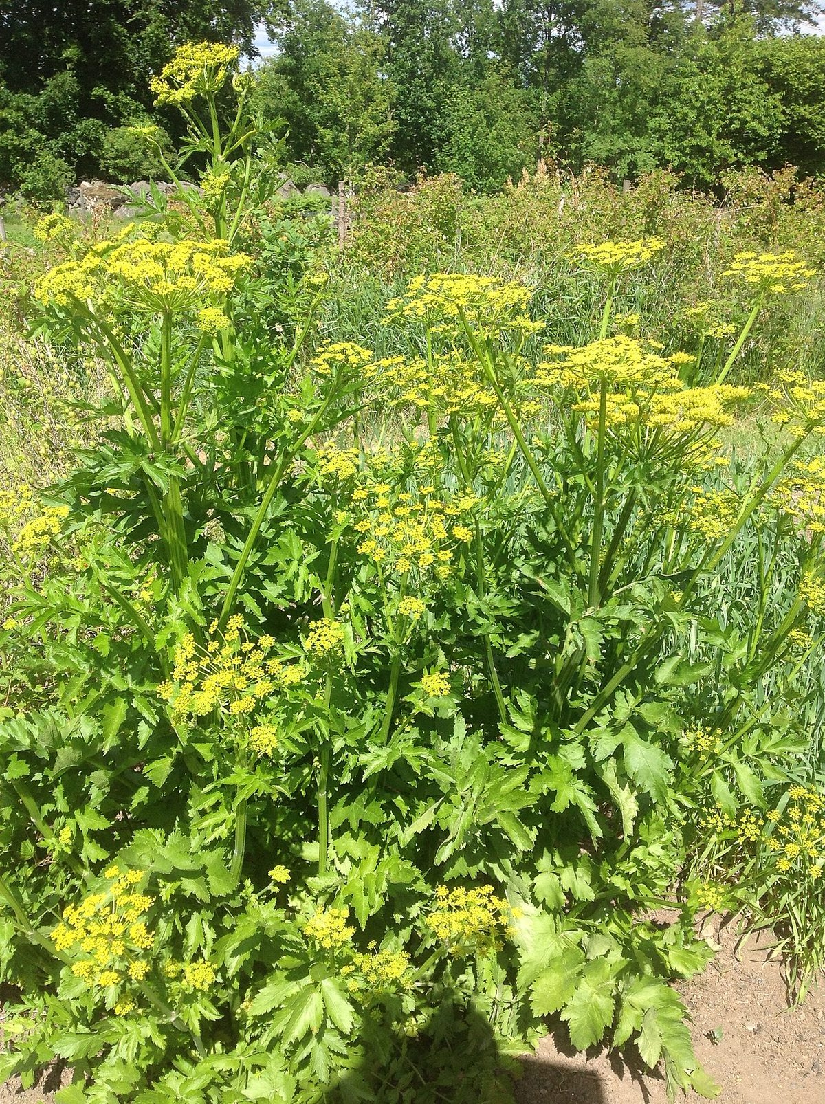 Wild Parsnip
