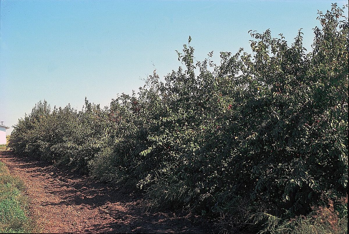 Wild Plum