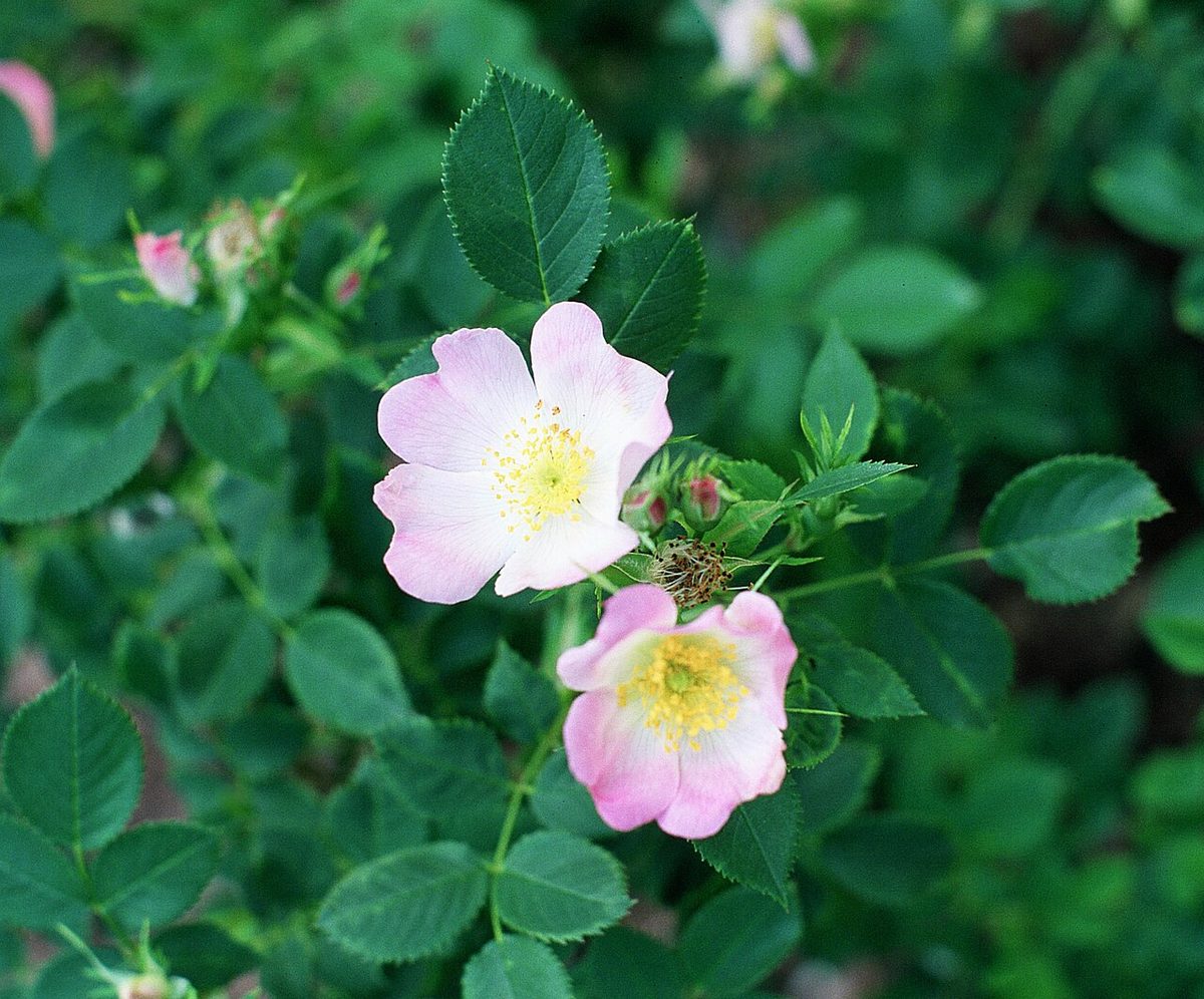 Wild Rose
