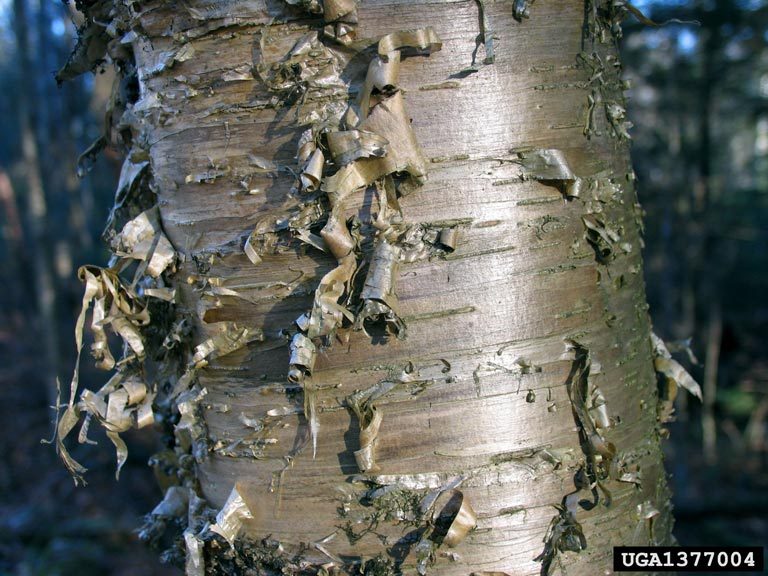 Yellow Birch