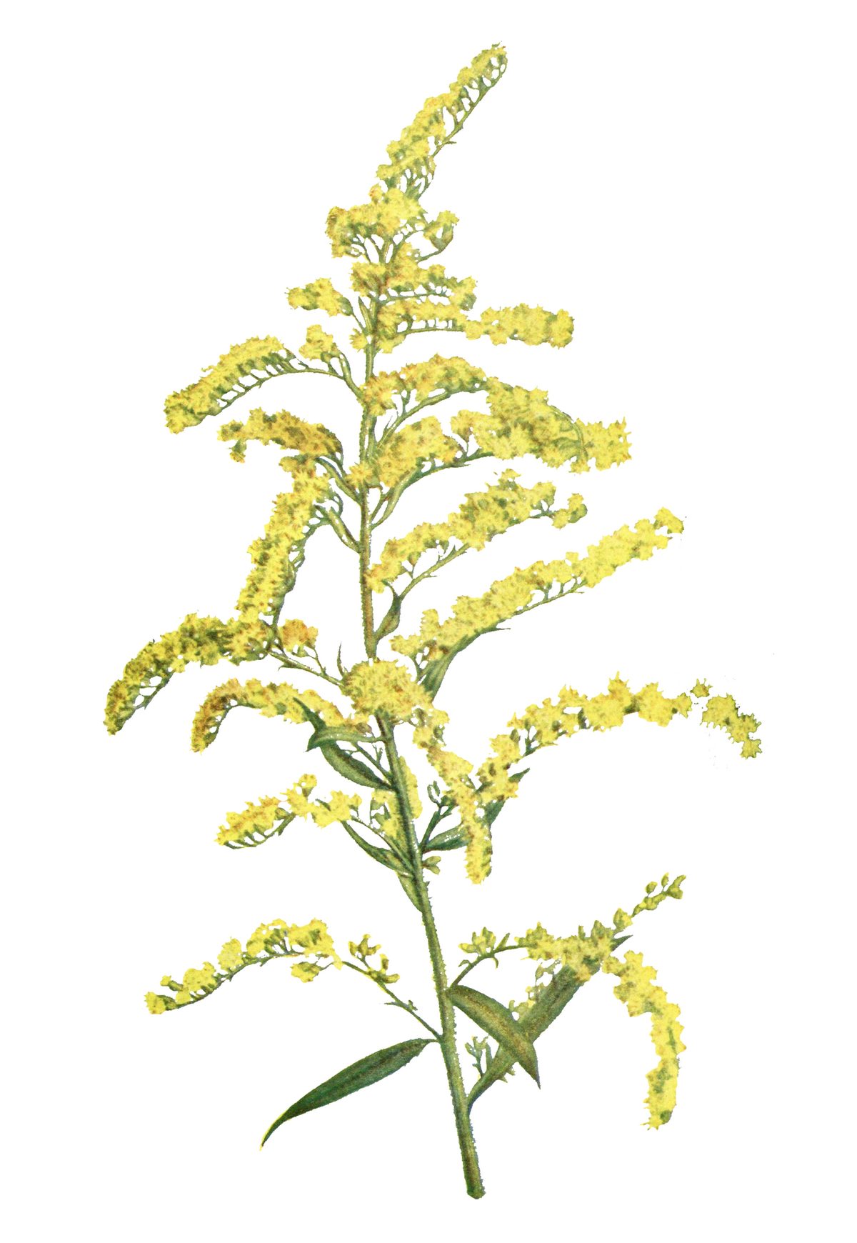 Zigzag Goldenrod
