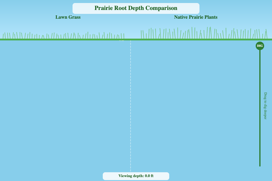 Prairie Root Depth Comparison